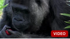 ஜெர்மனியில் 68வது பிறந்தநாளை கொண்டாடும் உலகின் வயதான கொரில்லா