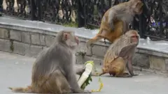 शिमला, कोरोना वायरस