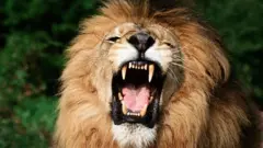 Simba