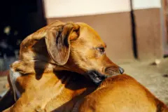 पाळीव प्राण्यांनासुदधा ॲलर्जी असते का? ती आहे की नाही हे कसं ओळखतात?