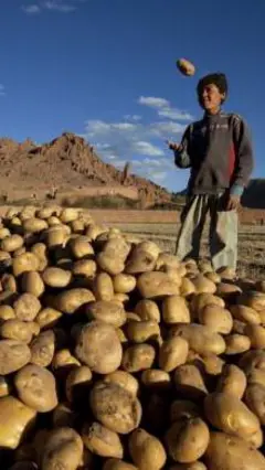 چه کسی کچالو را به افغانستان آورد؟