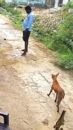 தெருநாய்