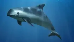 Ilustración de la vaquita