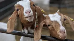 زوم میٹنگ میں شامل ہونے والی بکریاں