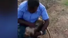 बंदर
