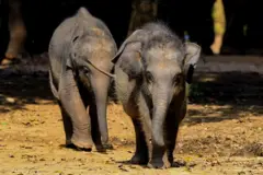 Baby elephants