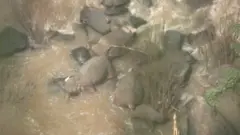 ఘటనా స్థలంలో ఏనుగుల కళేబరాలు