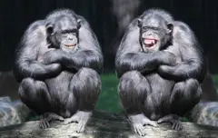 Dos chimpancés riendo