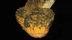 Atheris Viper (Bush Viper)