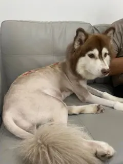 สภาพของสุนัขไซบีเรียนเพศเมียที่ถูกน้ำร้อนราด และอยู่ระหว่างการรักษาตัวกับเจ้าของคนใหม่