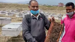 सरकारी कर्मचारी इन्द्र कँडेलका श्रीमान् उनको मौरीपालन फार्ममा आगन्तुकलाई मौरीपालनबारे जानकारी दिँदै