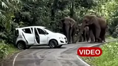 ఏనుగులు, వన్యప్రాణులు