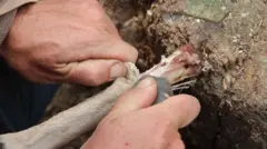 Para peneliti melakukan percobaan mencabut kulit dari simpanan tulang.