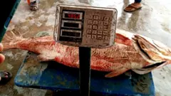 کروکر مچھلی