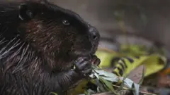 Xawayaanka Beavers-ka
