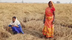 किसान