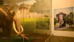 ආසියාවේ උසම හීලෑ හස්තියා වූ නැදුන්ගමුවේ විජය රාජා වසර 500ක් පැවතීමට සංරක්ෂණය කර ප්‍රතිනිර්මාණය කළ හැටි