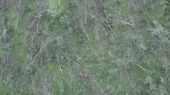 మేడారం, కూలిన చెట్లు, వాతావరణ మార్పులు