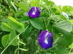  အိန္ဒိယနိုင်ငံအနှံ့ စိုက်တဲ့ အောင်မဲညို