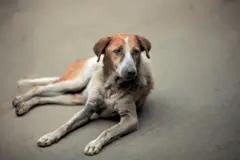 સુ્પ્રીમ કોર્ટનો આદેશ, જાહેરસ્થળોએથી કૂતરાં અને ઢોરઢાંખર હઠાવો, બીબીસી ગુજરાતી સમાચાર