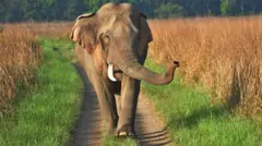 ఏనుగులు, వైల్డ్ లైఫ్, ఆంధ్రప్రదేశ్