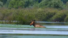 Um alce nadando em um lago cercado por vegetação exuberante.