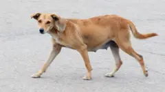 भटके कुत्रे कुणाला लक्ष्य करतात 