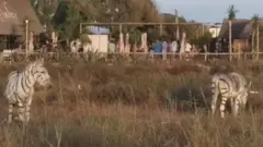 Düğün safari