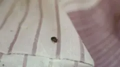 حشرة بقّ الفراش على أحد المراتب 