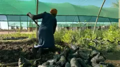 تظهر الصورة عاملاً في مشتل بمقر هيئة الغابات بمنطقة سوبا، يقوم بتجهيز شتلات زراعية