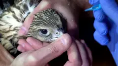 Балобан с татуировкой