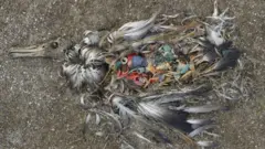 Un oiseau mort avec du plastique dans le ventre.