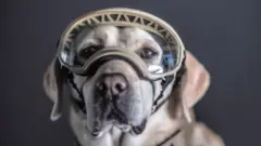 Frida, uno de los perros de la Marina.
