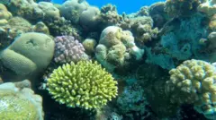 Matumbawe ya Bahari Nyekundu yamethibitika kustahimili joto la bahari kuongezeka - lakini yanatishiwa na uchafuzi unaosababishwa na mafuta