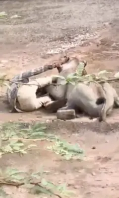 थंबनेल