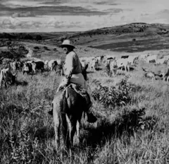 Rosa durante viagem ao sertão de Minas Gerais, em 1952