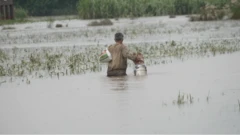 පන්ජාබයේ ජල ගැලීම්: පිරිමි පුද්ගලයෙකු ජලයේ ගමන් කරන ආකාරය. ඔහු පසුපසින් දිස්වේ.