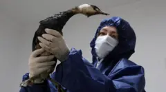 Un voluntario vestido con un mono azul con capucha, guantes quirúrgicos y mascarilla limpia un ave cubierta de petróleo.