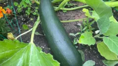 Aworan yii ṣafihan cucumber ti awọ rẹ tutu dodo to si rẹwa, o wa nilẹẹlẹ laaarin ewe rẹ ninu oko