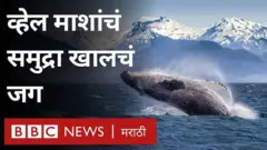 व्हेल मासा, समुद्री जीवन