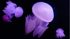 Blubber jellyfish