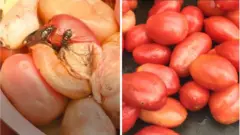 Tomato