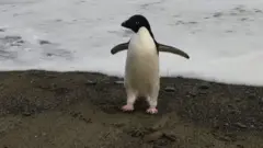 'ኣደሊ' ፐንጒን