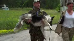 dogs