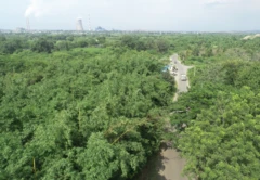 नागपुरातील या शास्त्रज्ञांनी विषारी राखेचे थर साचलेल्या जमिनींवर बांबूचं जंगलं कसं तयार केलं?