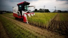 Un agriculteur japonais récolte le riz avec une moissonneuse-batteuse au Japon. Autrefois, le riz servait de monnaie d'échange dans l'Etat insulaire.