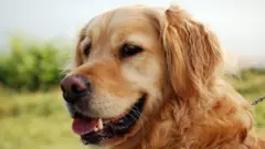 Golden Retriever cinsi köpek