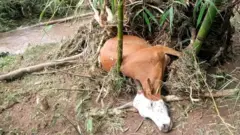 Loon Arsii Lixaatti bishaaniin nyaataman keessaa