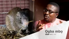 Chinedu Eleuwa, Eze nchi na Naịjirịa