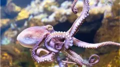 Iniciativa vem enfrentando resistência de cientistas e conservacionistas, que argumentam que esses invertebrados são criaturas inteligentes capazes de sentir emoções.